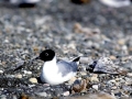 Bonaparte's Gull