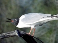 Bonaparte's Gull