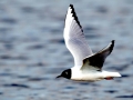 Bonaparte's Gull