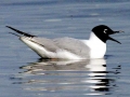 Bonaparte's Gull