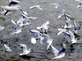Bonaparte's Gull