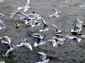 Bonaparte's Gull