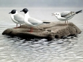 Bonaparte's Gull