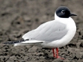 Bonaparte's Gull
