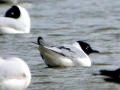 Bonaparte's Gull