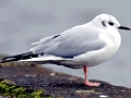Bonaparte's Gull