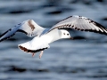 Bonaparte's Gull