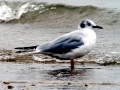 Bonaparte's Gull