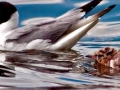 Bonaparte's Gull