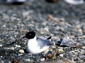 Bonaparte's Gull