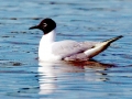 Bonaparte's Gull