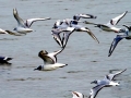 Bonaparte's Gull