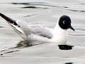Bonaparte's Gull
