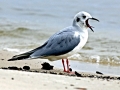 Bonaparte's Gull