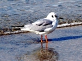 Bonaparte's Gull