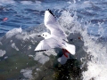Bonaparte's Gull