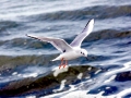 Bonaparte's Gull