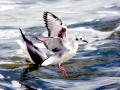 Bonaparte's Gull