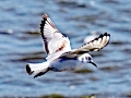 Bonaparte's Gull