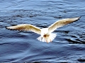 Bonaparte's Gull