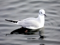 Bonaparte's Gull