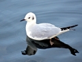 Bonaparte's Gull