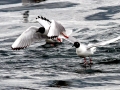 Bonaparte's Gull