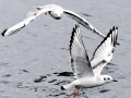 Bonaparte's Gull