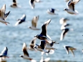 Bonaparte's Gull