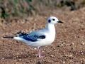 Bonaparte's Gull