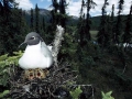 Bonaparte's Gull