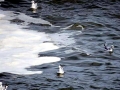 Bonaparte's Gull