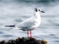 Bonaparte's Gull