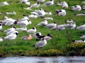 Bonaparte's Gull