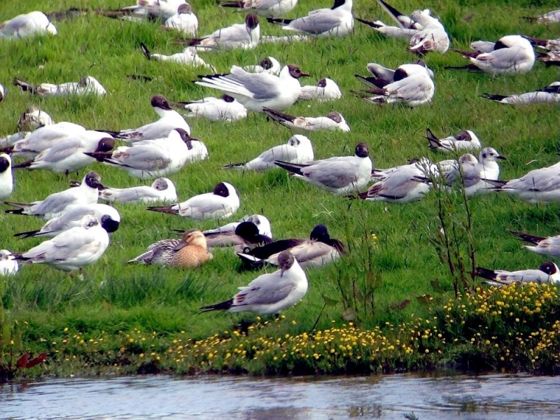 Bonaparte's Gull