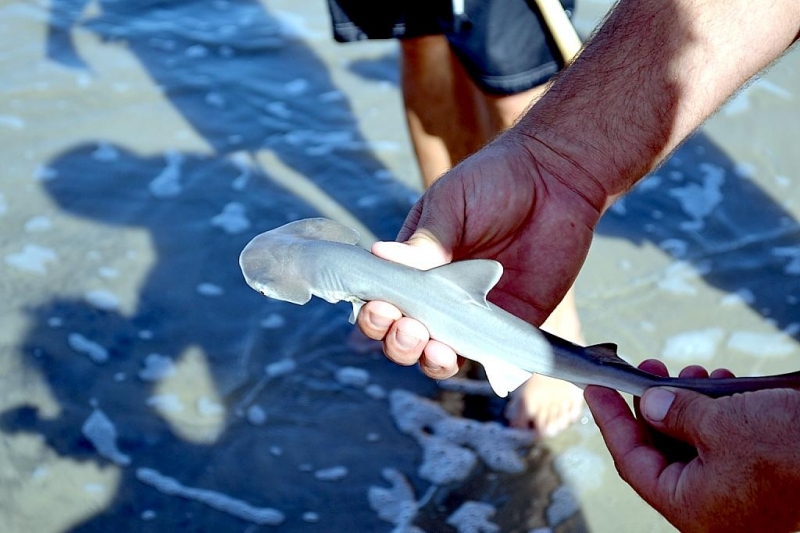 baby bonnethead shark