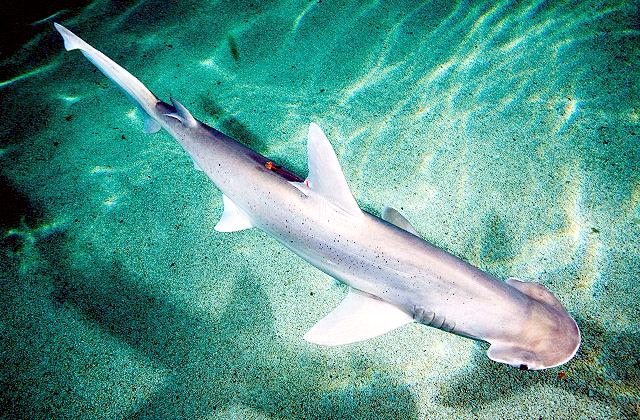 Bonnethead Hammerhead Shark