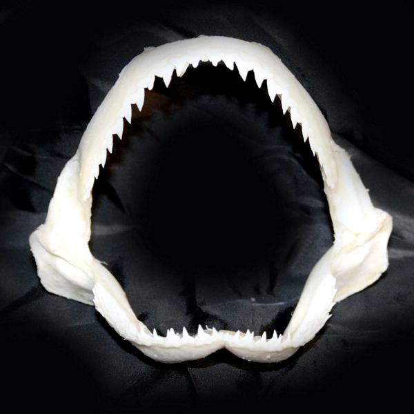 Bonnethead Hammerhead Shark