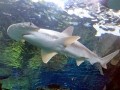 Bonnethead Hammerhead Shark