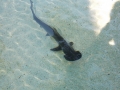 Bonnethead Hammerhead Shark