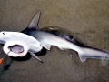 Bonnethead Hammerhead Shark