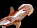 Bonnethead Hammerhead Shark