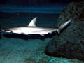 Bonnethead Hammerhead Shark