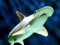 Bonnethead Hammerhead Shark