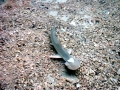 Bonnethead Hammerhead Shark