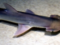 Bonnethead Hammerhead Shark