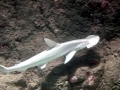 Bonnethead Hammerhead Shark