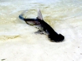 Bonnethead Hammerhead Shark