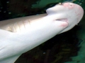 Bonnethead Hammerhead Shark