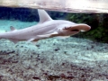 Bonnethead Hammerhead Shark